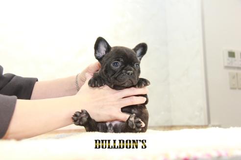 成約済の東京都のフレンチブルドッグ-126919の4枚目