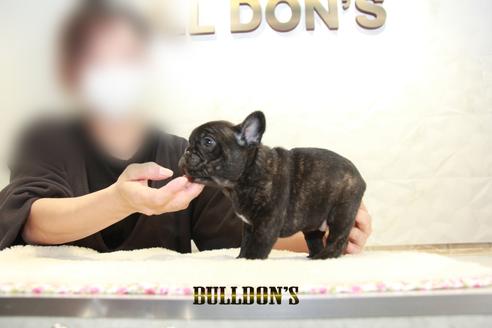 成約済の東京都のフレンチブルドッグ-126919の3枚目