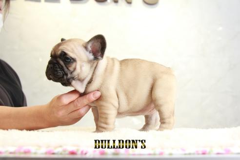 成約済の東京都のフレンチブルドッグ-126920