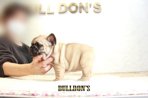 成約済の東京都のフレンチブルドッグ-126920の7枚目