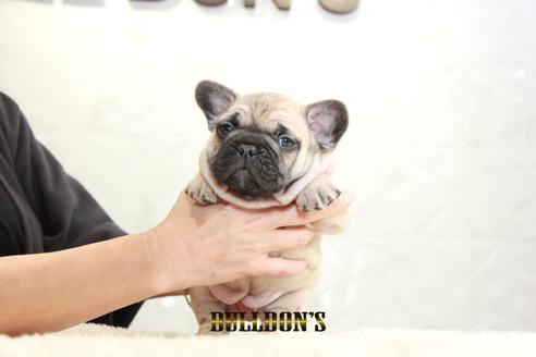 成約済の東京都のフレンチブルドッグ-126920の6枚目