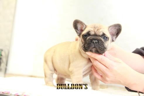 成約済の東京都のフレンチブルドッグ-126920の4枚目