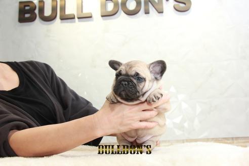 成約済の東京都のフレンチブルドッグ-126920の3枚目