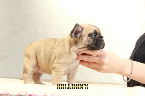 成約済の東京都のフレンチブルドッグ-126920の2枚目