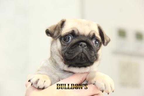 成約済の東京都のパグ-126921