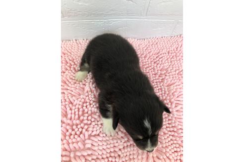 成約済の愛媛県のウェルシュコーギーペンブローク-126259の3枚目