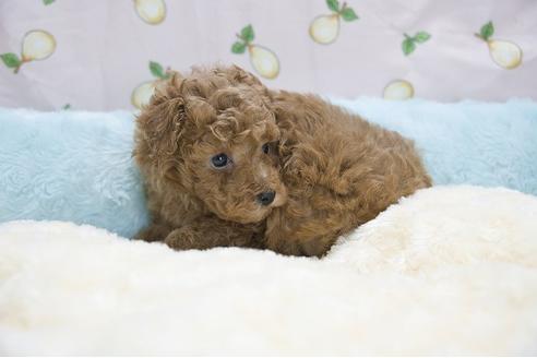 成約済の埼玉県のトイプードル-124219の7枚目