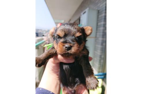 成約済の茨城県のヨークシャーテリア-125826の3枚目