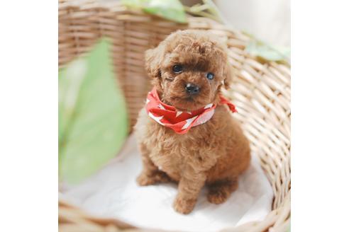 成約済の愛媛県のトイプードル-126928の4枚目