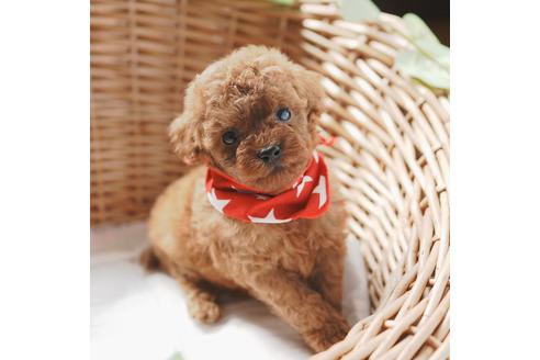 成約済の愛媛県のトイプードル-126928の2枚目