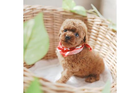 成約済の愛媛県のトイプードル-126928の3枚目