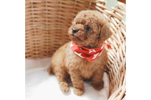 成約済の愛媛県のトイプードル-126928