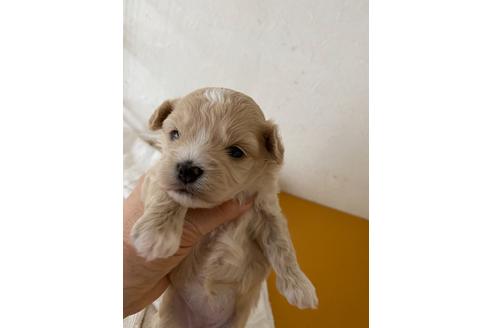 成約済の福岡県のミックス犬-126935