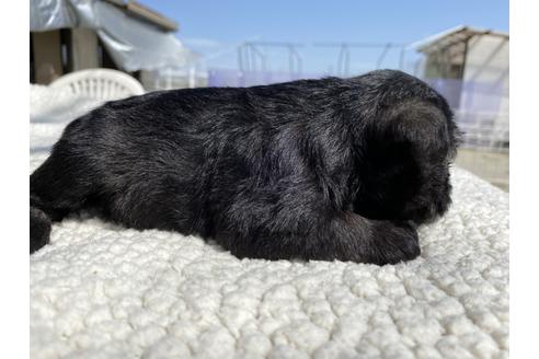 成約済の埼玉県のミニチュアシュナウザー-126946の8枚目