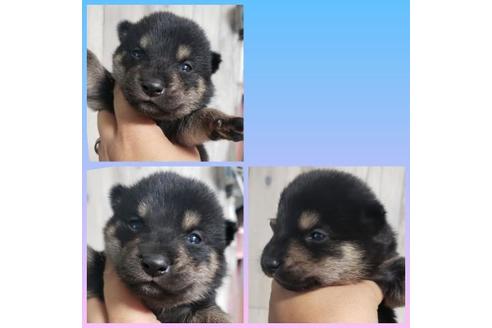 成約済の北海道の柴犬-126959の1枚目