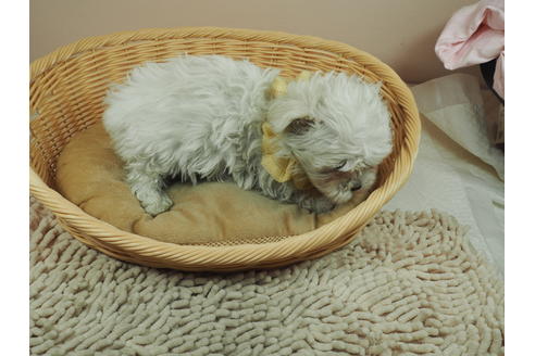 成約済の埼玉県のマルチーズ-123750の4枚目