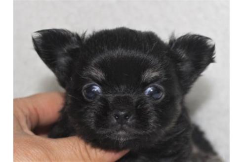 成約済の千葉県のチワワ(ロングコート)-126964の1枚目