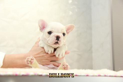 成約済の東京都のフレンチブルドッグ-126966の1枚目