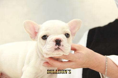 成約済の東京都のフレンチブルドッグ-126966の6枚目