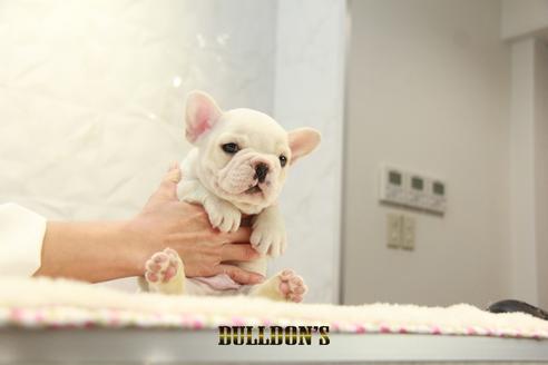 成約済の東京都のフレンチブルドッグ-126966の5枚目