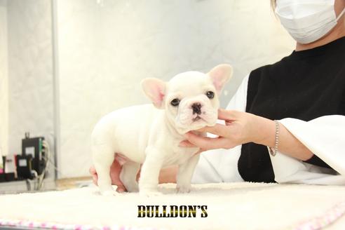 成約済の東京都のフレンチブルドッグ-126966の3枚目