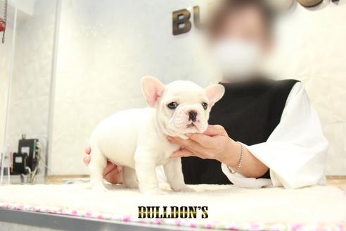 成約済の東京都のフレンチブルドッグ-126966の2枚目