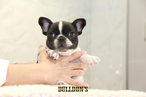成約済の東京都のフレンチブルドッグ-126969