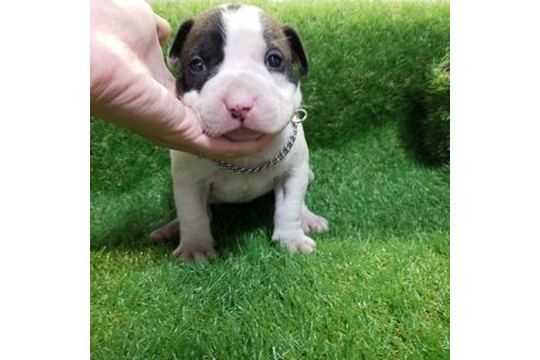 成約済の沖縄県のミックス犬-126118の18枚目