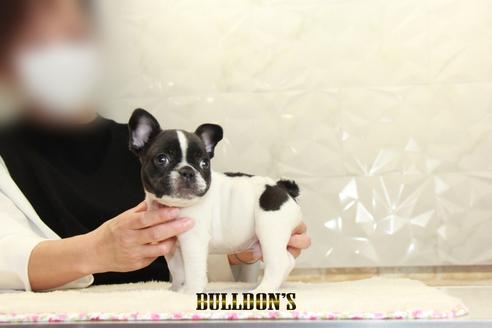 成約済の東京都のフレンチブルドッグ-126969の7枚目