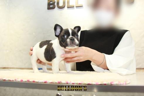 成約済の東京都のフレンチブルドッグ-126969の6枚目