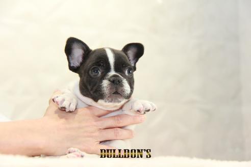 成約済の東京都のフレンチブルドッグ-126969の5枚目