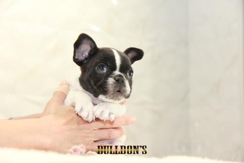 成約済の東京都のフレンチブルドッグ-126969の4枚目