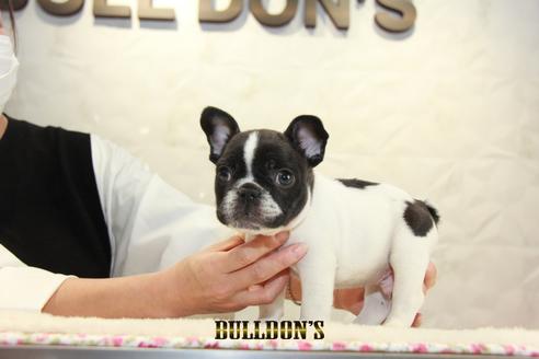 成約済の東京都のフレンチブルドッグ-126969の3枚目