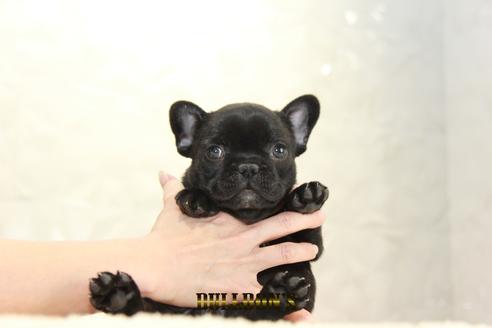 成約済の東京都のフレンチブルドッグ-126971の7枚目