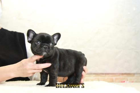 成約済の東京都のフレンチブルドッグ-126971の6枚目