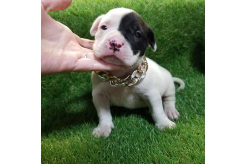 成約済の沖縄県のミックス犬-126135の8枚目
