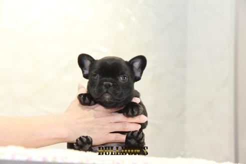 成約済の東京都のフレンチブルドッグ-126971の1枚目
