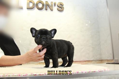 成約済の東京都のフレンチブルドッグ-126971の4枚目