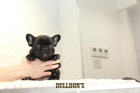 成約済の東京都のフレンチブルドッグ-126971の3枚目