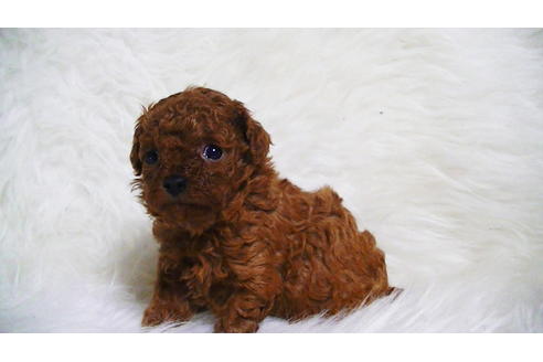 成約済の福岡県のティーカッププードル-123553の14枚目