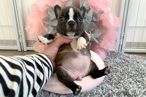 京都府のミックス犬 女の子 21 02 11生まれ 可愛いボストンテリアとフレンチブルドッグのmix犬 です 子犬id ブリーダーナビ