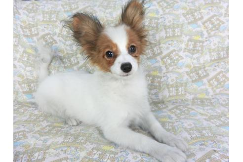 成約済の千葉県のパピヨン-117108の1枚目