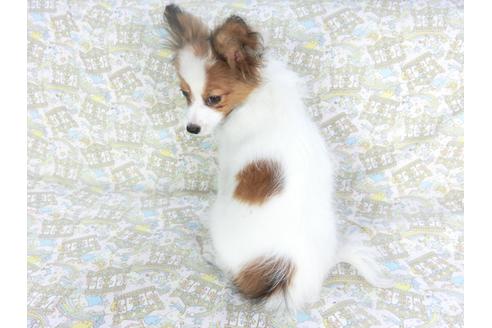 成約済の千葉県のパピヨン-117108の4枚目