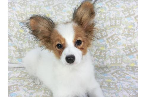 千葉県のパピヨン 女の子 11 16生まれ 日本で一番歴史のあるパピヨンブリーダー 子犬id ブリーダーナビ 千葉県のパピヨン 女の子 11 16生まれ 日本で一番歴史のあるパピヨンブリーダー 子犬id ブリーダーナビ