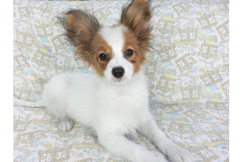 成約済の千葉県のパピヨン-117108の2枚目