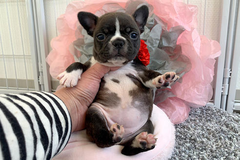 京都府のミックス犬 女の子 21 02 11生まれ 可愛いボストンテリアとフレンチブルドッグのmix犬 です 子犬id 1269 ブリーダーナビ