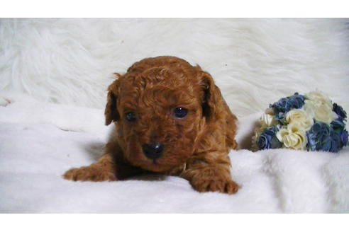 成約済の福岡県のタイニープードル-123543の6枚目