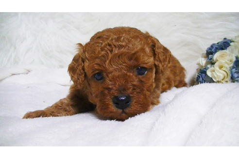 成約済の福岡県のタイニープードル-123543の5枚目