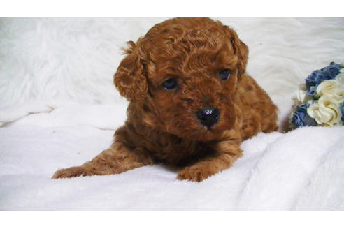 成約済の福岡県のタイニープードル-123543の4枚目