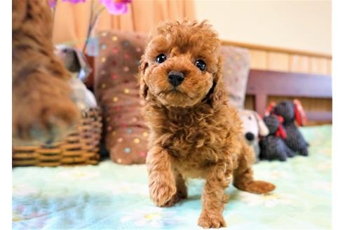 成約済の熊本県のトイプードル-127003の5枚目